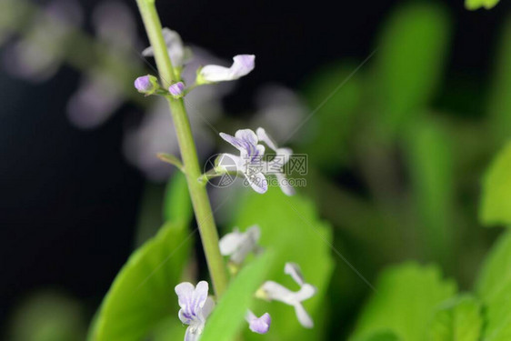 来自南非的装饰植物普列克特兰图斯埃恩斯蒂图片