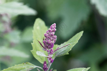 树菠菜植物的花大藜图片