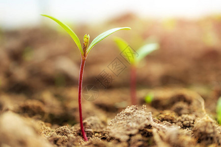 园艺蔬菜种植的概念笑声在地底的缝合中图片