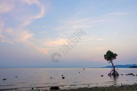 夕阳海中的红树林图片