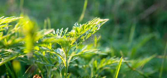 Ragweed引起草的过敏在狗中发生拉gweed过敏图片