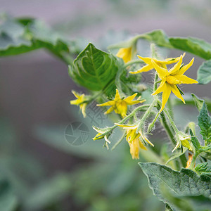 黄色番茄花的视图开花丰富农业植物花卉背景图片