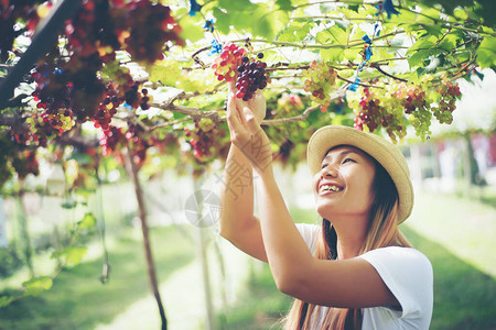 收获季节在葡萄园收获葡萄图片