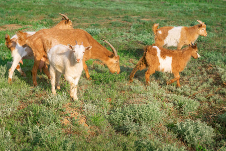 许多山羊群在夏天在草甸牧场农图片