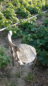 旧椅子在耕地中休息到灌溉土地上果园的新鲜图片