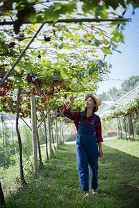 收获季节在葡萄园收获葡萄图片