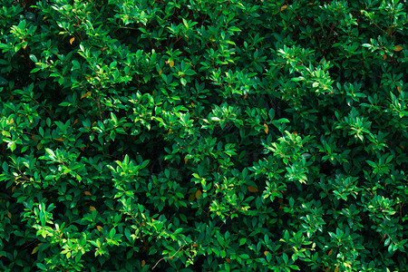 绿叶子植物墙背景图片
