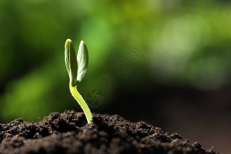 在土壤中生长的小绿色幼苗闭合图片
