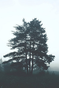 乡村晨雾中的松树图片