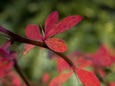 红冬叶在灌木丛的树枝上长着刺在模糊的图片