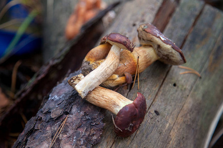 在秋季松树林的旧木桩上近距离观察牛肝菌伊姆莱利亚牛肝菌或海湾牛肝菌食用菌具有天鹅绒般的深图片