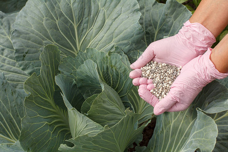 农民用橡胶手套持化肥将肥料送给花园的图片