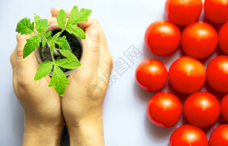 手拿着西红柿的绿色幼苗年轻的番茄芽在锅里成熟的红番茄健康食品的概念顶视图图片
