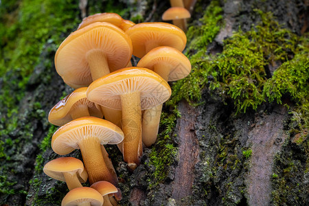 食用蘑菇的特写镜头称为金针菇金针或图片