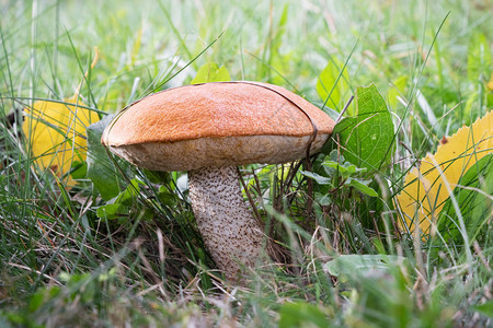 种植可食用蘑菇Leccinum又称青草中的橙色小牛肉捷克图片