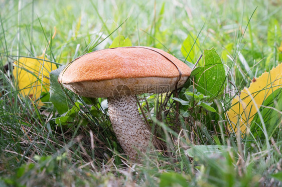 种植可食用蘑菇Leccinum又称青草中的橙色小牛肉捷克图片