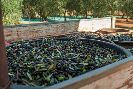 榨梨汁在普利亚地区为季节生产特级初榨橄榄背景