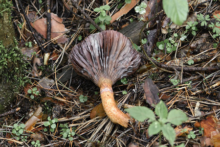 松针树叶树枝苔和种植草药之间在森林垃圾图片