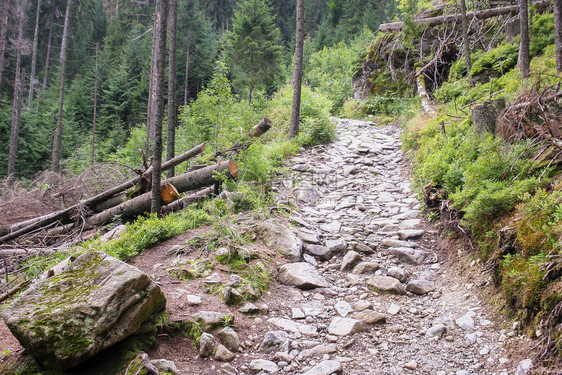 塔特拉山脉欧洲波兰的山道地板图片