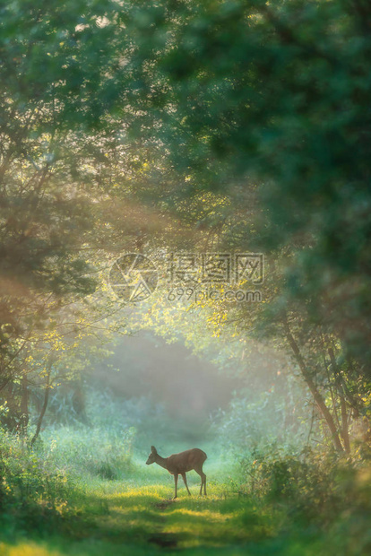 黎明时在迷雾森林图片