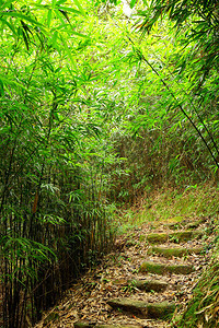 竹林通道图片