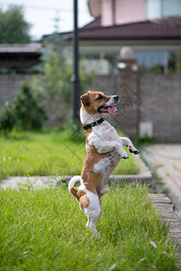 杰克罗素梗犬用后腿站立图片