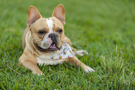 法国斗牛犬躺在草坪休息图片
