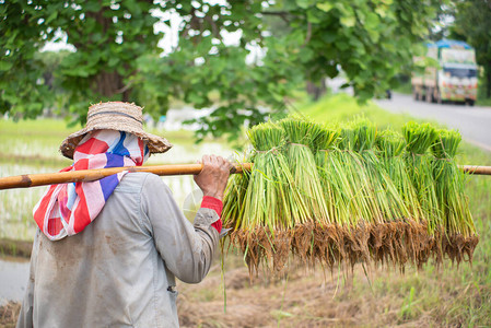 泰国农民在稻田里种植水稻图片