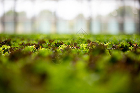 拥有现代技术的温室用于种植食用绿色沙图片