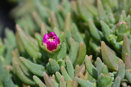 尾随Iceplant粉红色花蕾拉丁名Delospermac图片