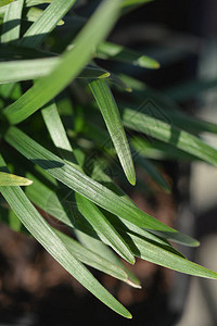 dwarfmondo草叶拉丁名ophiopogonjaponicus图片