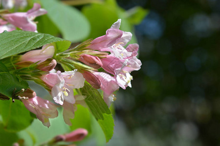 日本weigela淡粉色花朵拉丁名Weigelajaponica图片