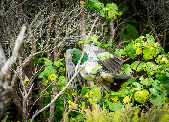 新西兰木鸽翅膀张开准备在川乌岛的图片