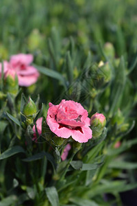 粉红色和紫色康乃馨花拉丁名Dianthuscaryop图片