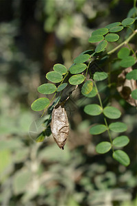 常见的膀胱番泻树分支拉丁名Coluteaarbor图片