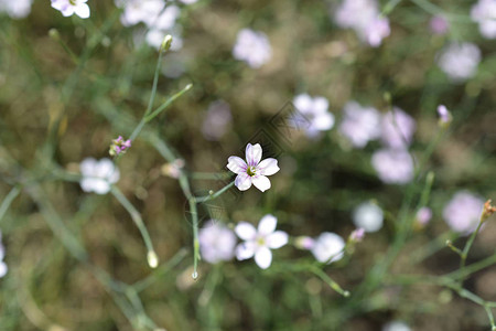 虎耳草粉红花拉丁名Petrorhagiasax图片