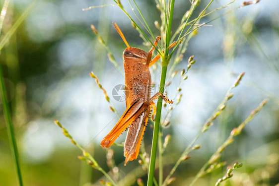 巨型蝗虫也称为瓦兰图片