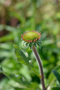 ConeflowerDeliciousCandy花蕾拉丁名Echinacea图片