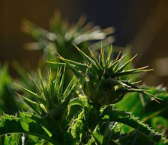 水飞蓟花头即将开放水飞蓟图片