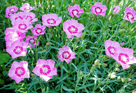 草丛中有许多粉红色的小紫苑图片
