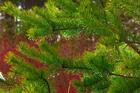 松树枝上的松树背景松枝在雨中松图片