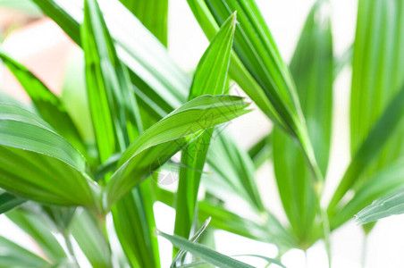 阳光下美丽的棕榈树叶植物学巨幅摄图片