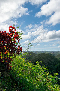 红花和绿草背景图片