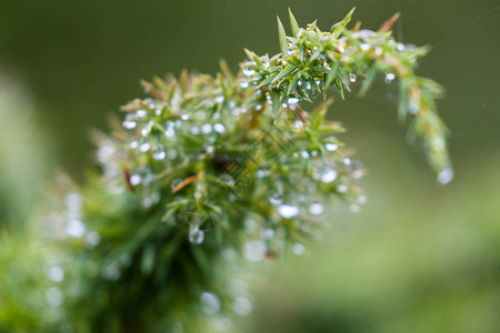 苏格兰高地上新雨滴的小树枝的紧贴处图片