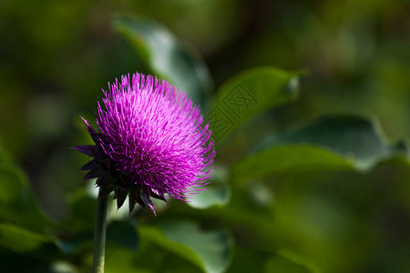 在怀俄明州大泰顿公园阳光照亮的野生紫色花朵绿色图片