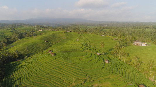 鸟瞰绿色水稻梯田和农田与庄稼印度尼西亚巴厘岛农村有稻田图片