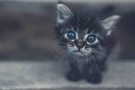 一个可爱的小猫图片