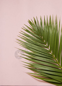 粉红色背景上的棕榈树枝背景图片