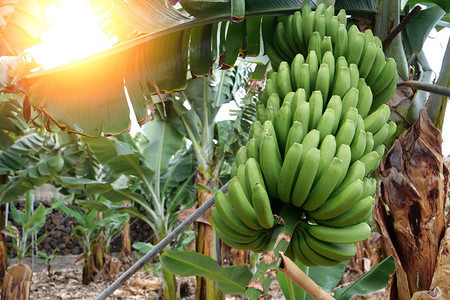 西班牙加那利群岛Tenerife香蕉种图片