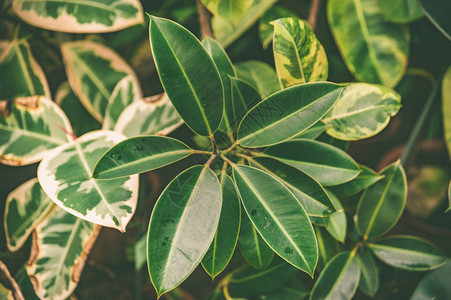 热带植物榕背景花卉主题花卉栽培图片